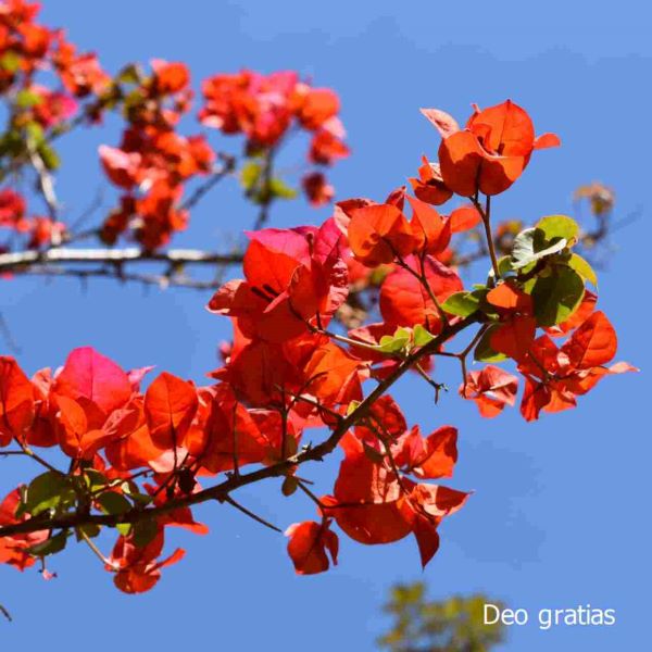 Flor em S�o Paulo